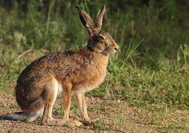 feldhase1.jpg