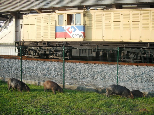 capivara5.jpg