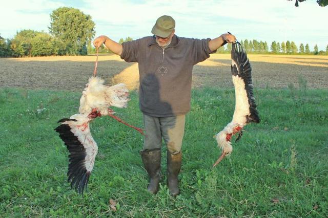 Bildergebnis für windräder vogelsterben